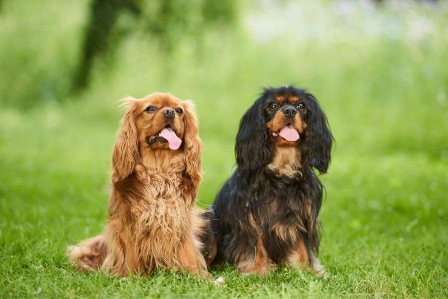 Why You Should Get A Corgi