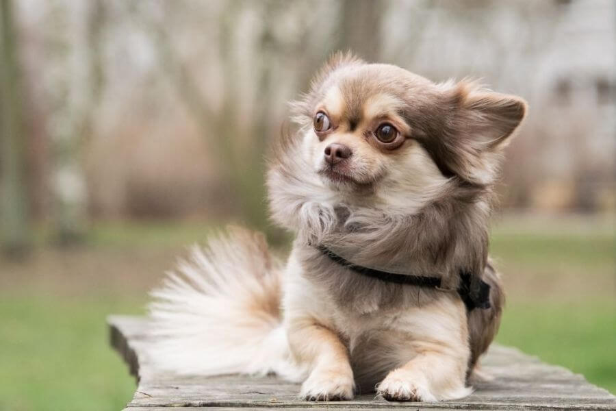 Why You Should Get A Corgi