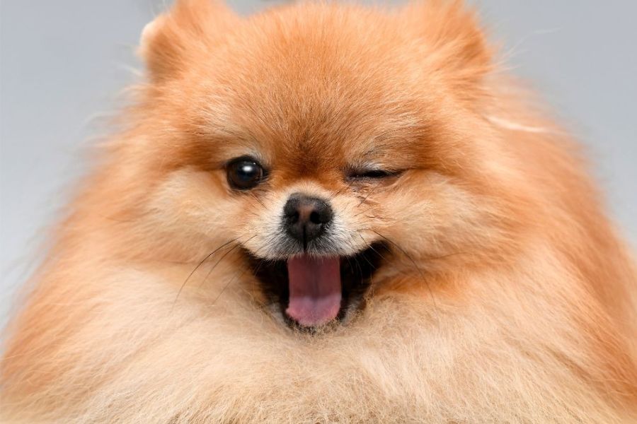 Why You Should Get A Corgi