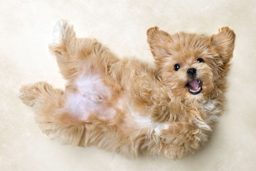 Corgi Puppies For Sale