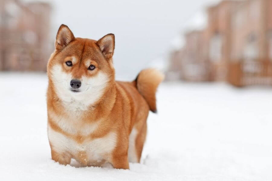 Corgi Puppies For Sale