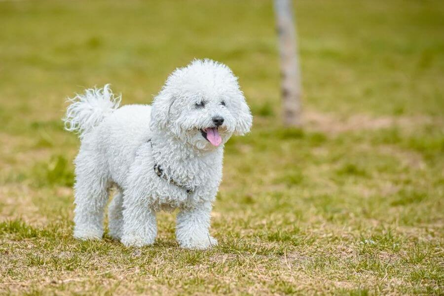 Corgi Puppies For Sale