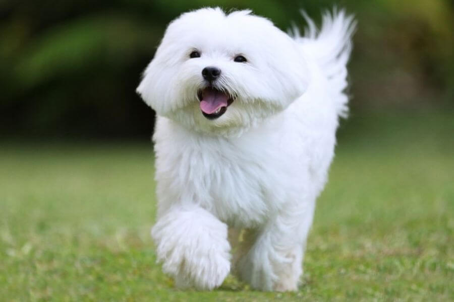 Corgi Puppies For Sale