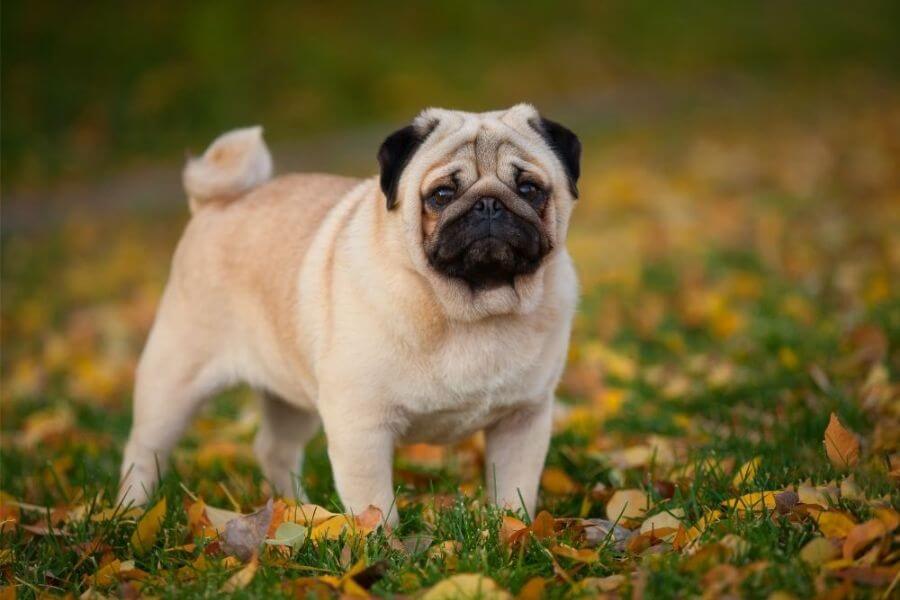 Corgi Puppies For Sale