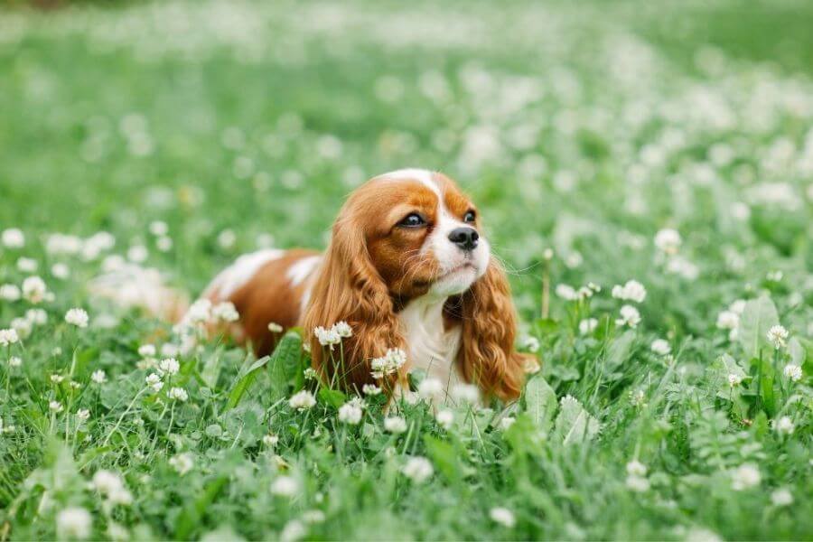 Cavalier King Charles Puppies For Sale