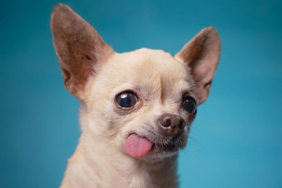 Chihuahua Puppies For Sale