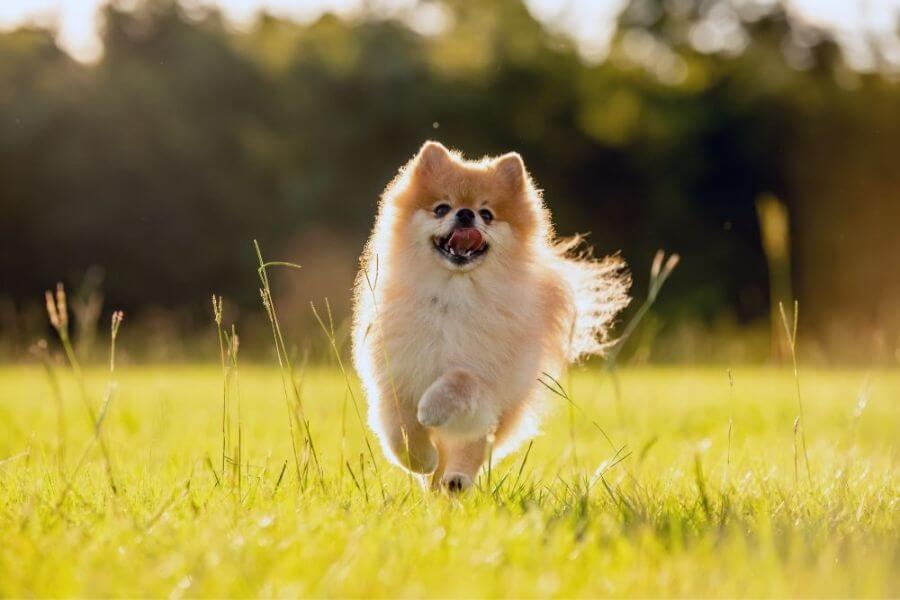 Corgi Puppies For Sale