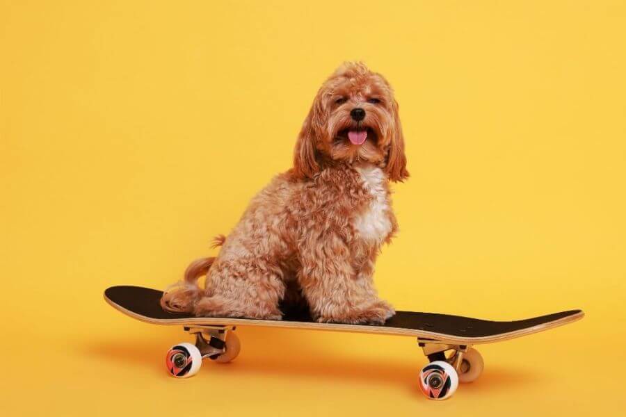 Why You Should Get A Corgi