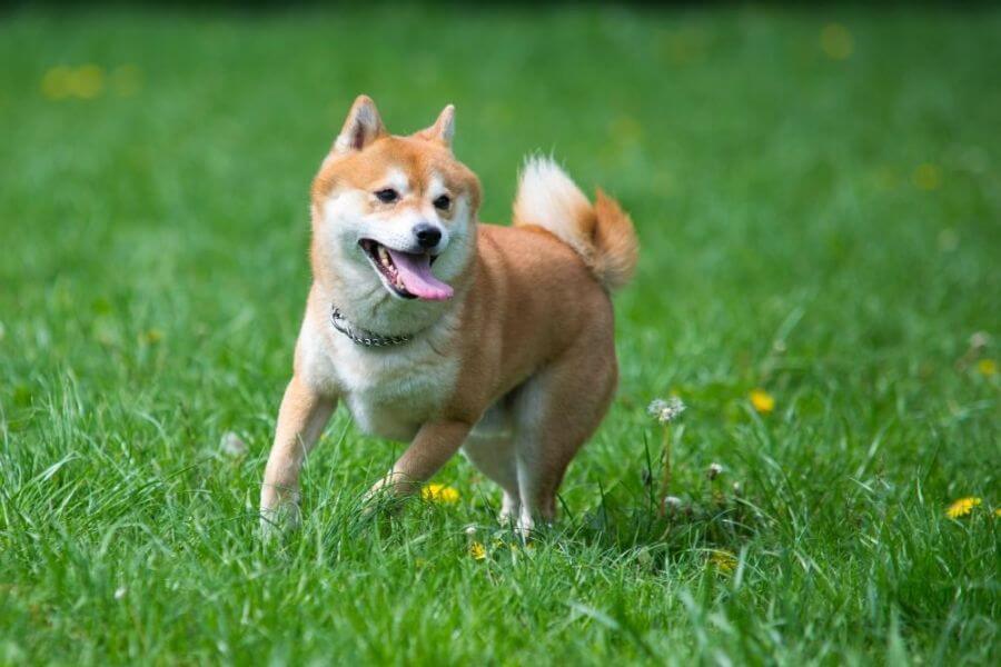 Why You Should Get A Corgi