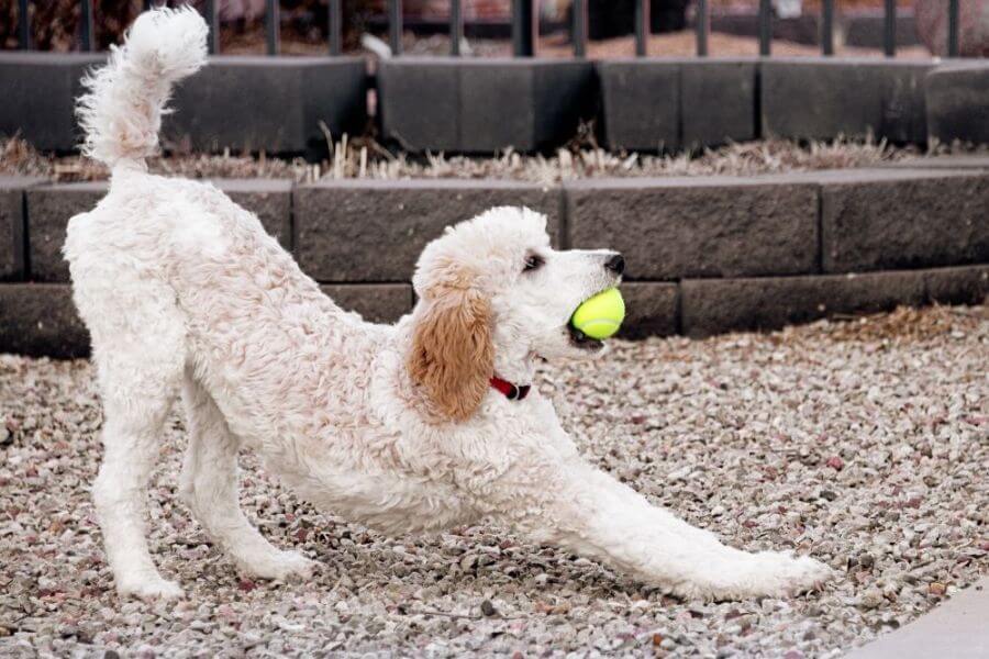 Why You Should Get A Corgi