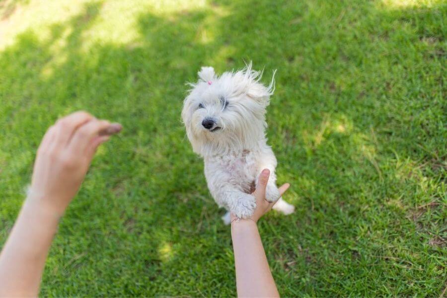 Why You Should Get A Corgi