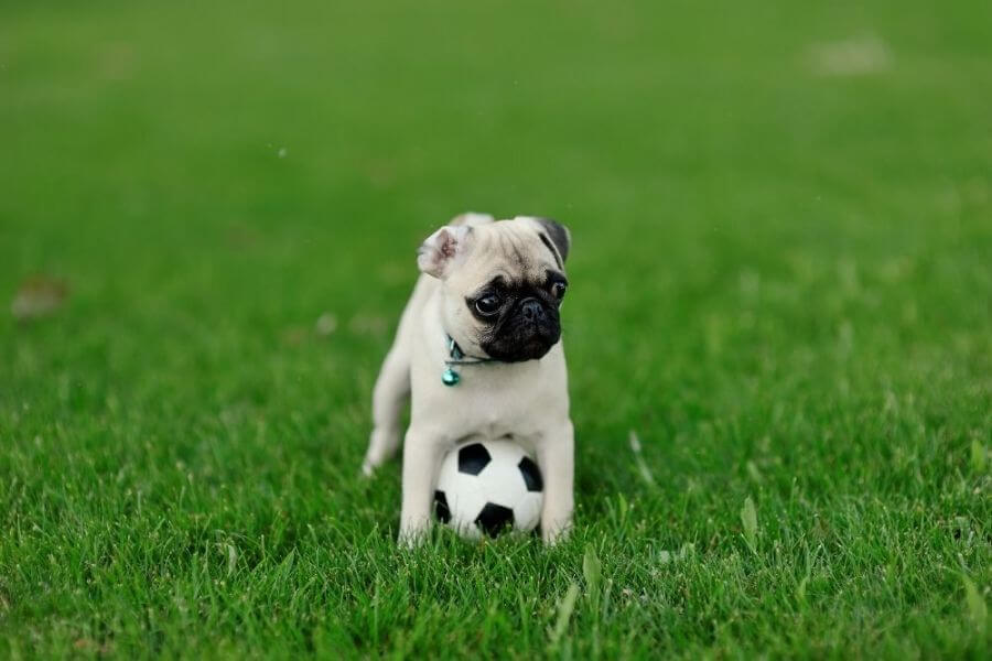 Why You Should Get A Corgi