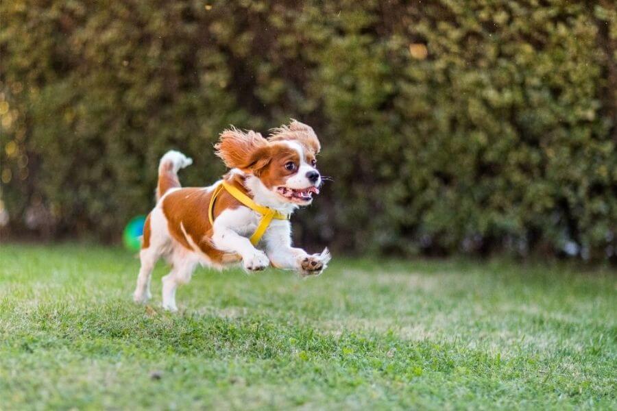 Why You Should Get A Corgi