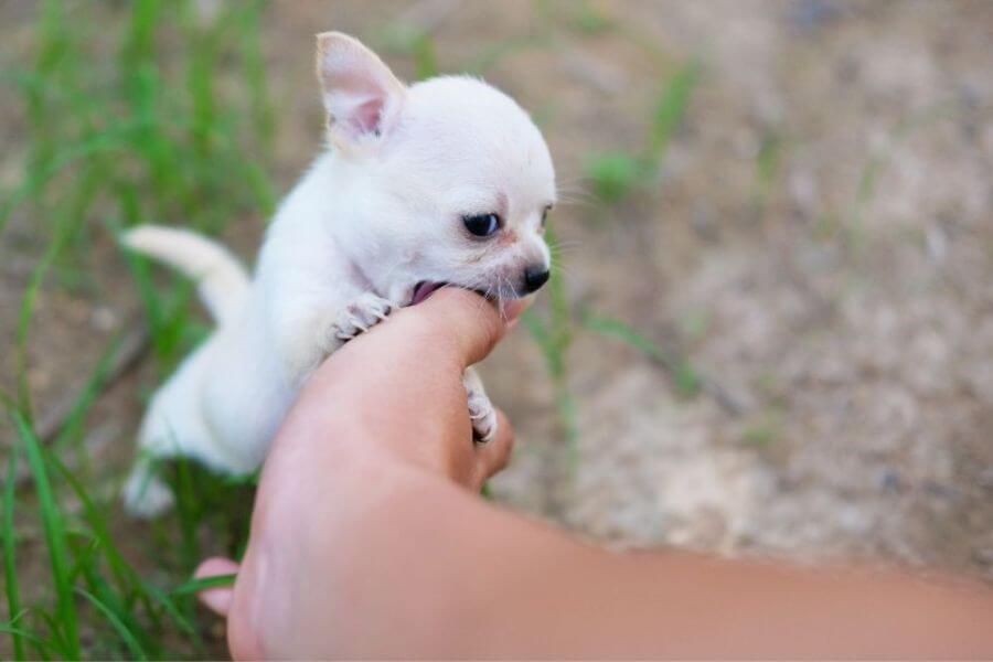 Why You Should Get A Corgi