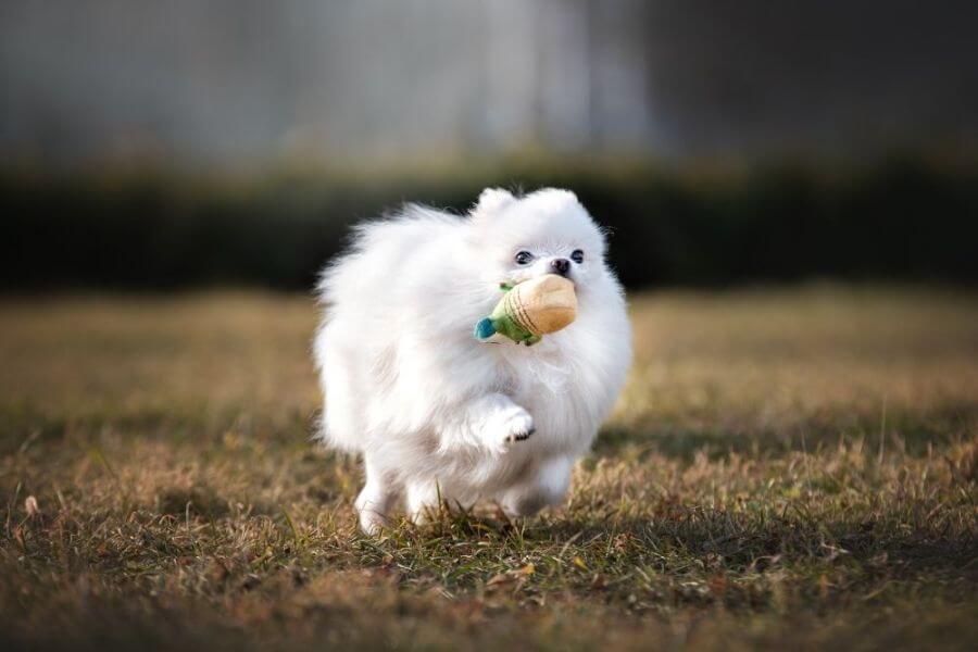 Why You Should Get A Corgi