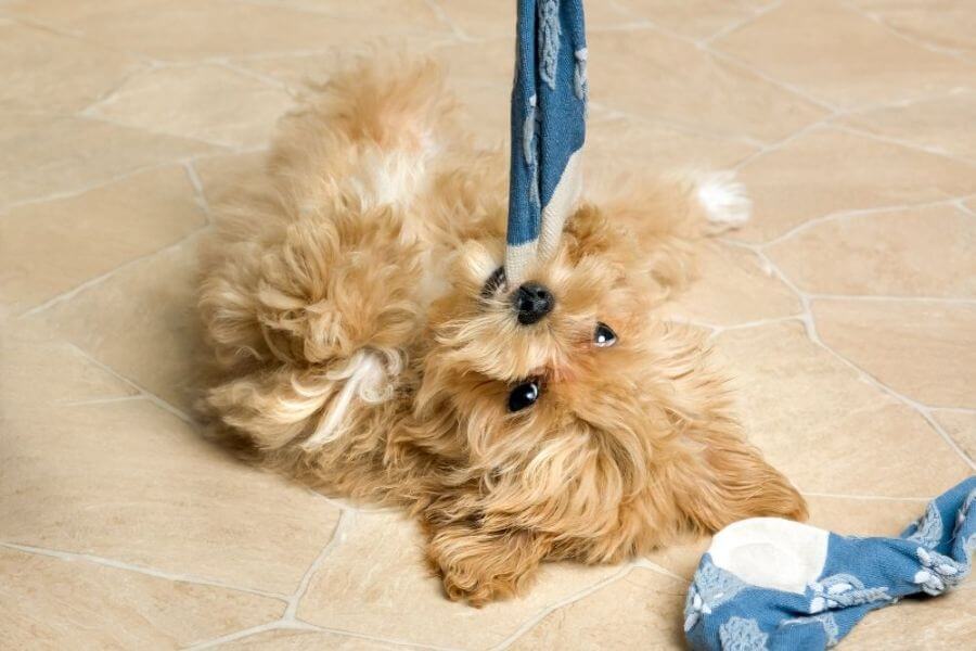 Why You Should Get A Corgi