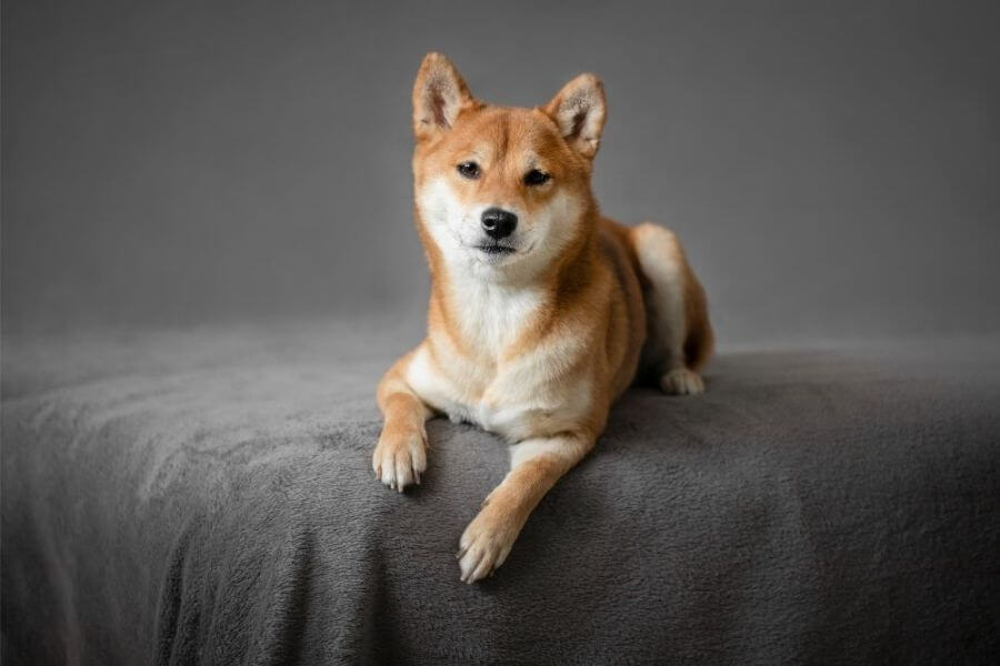 Why You Should Get A Corgi