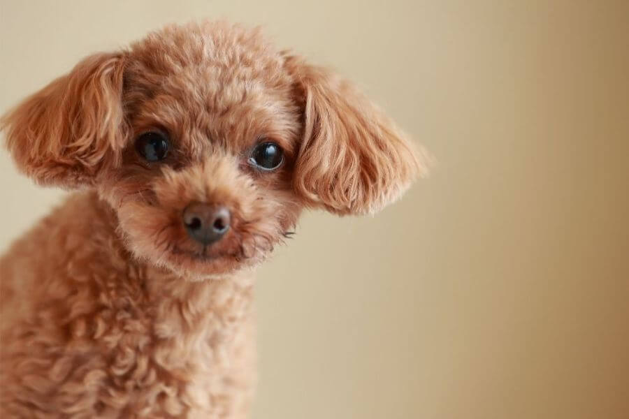 Why You Should Get A Corgi