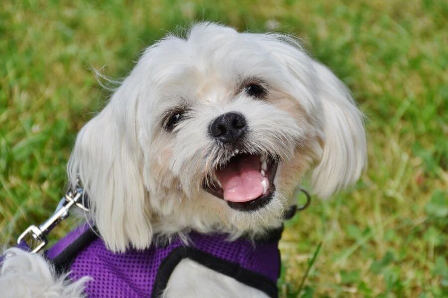 Why You Should Get A Corgi