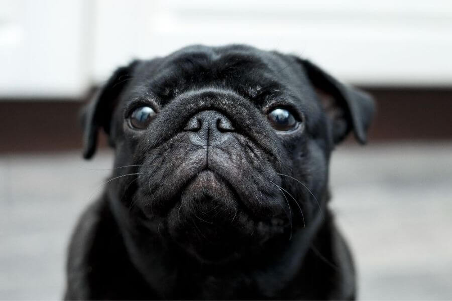 Why You Should Get A Corgi