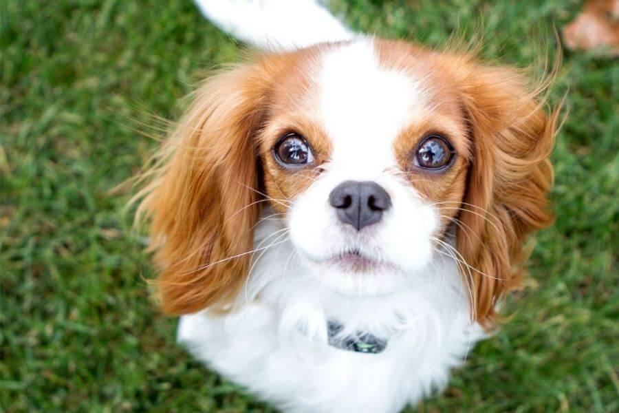 Why You Should Get A Corgi