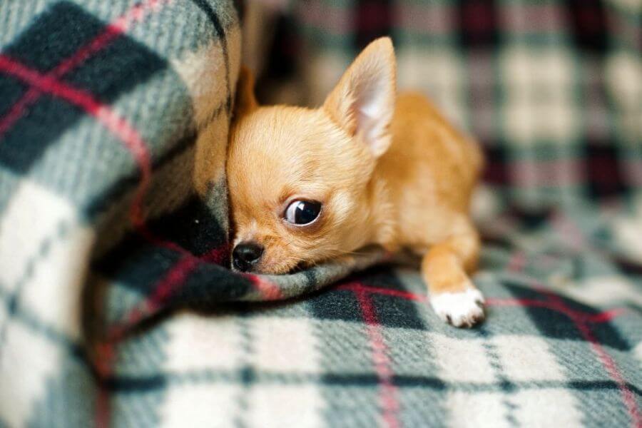 Why You Should Get A Corgi