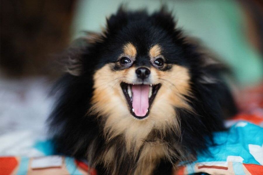 Why You Should Get A Corgi