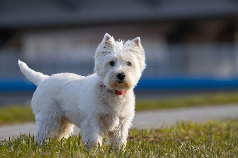 Cute West Highland Terrier Puppies For Sale In SG July 2026 Updated Cute West Highland Terrier Puppies For Sale In SG July 2026 Updated