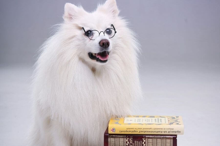 Why You Should Get A Corgi