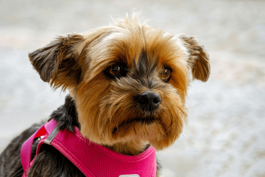 Why You Should Get A Corgi