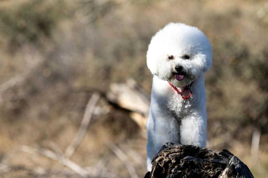 Why You Should Get A Corgi