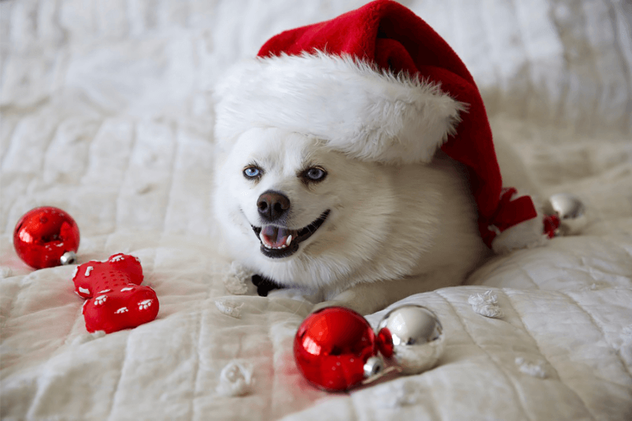 Why You Should Get A Corgi