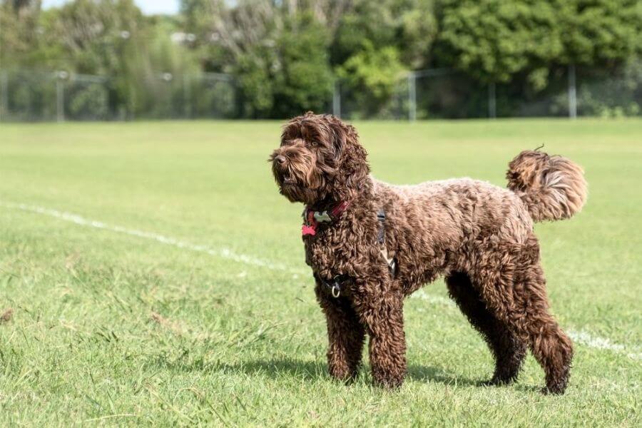 Why You Should Get A Corgi