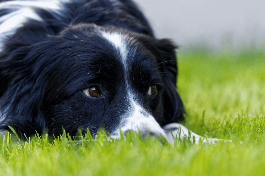 Why You Should Get A Corgi