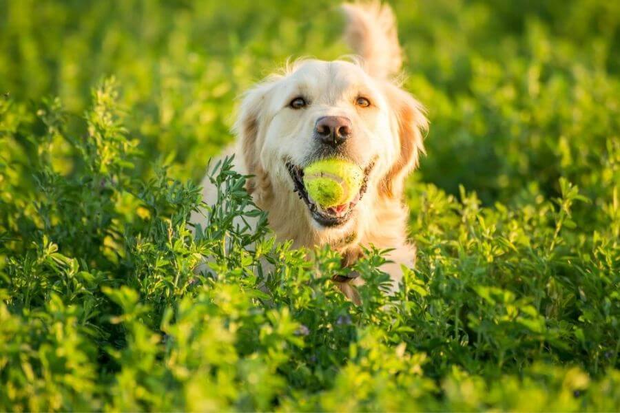 Why You Should Get A Corgi