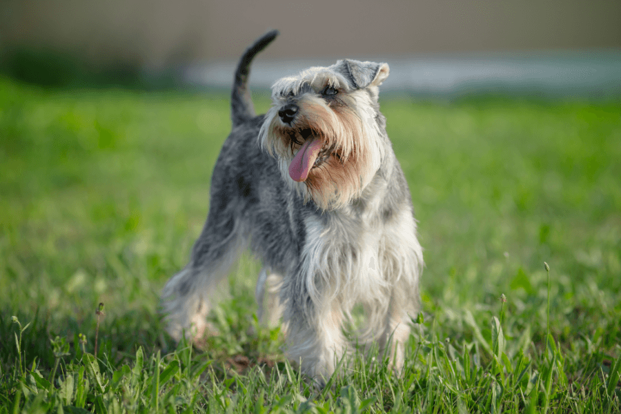 Why You Should Get A Corgi