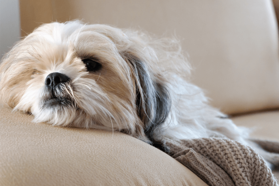 Why You Should Get A Corgi