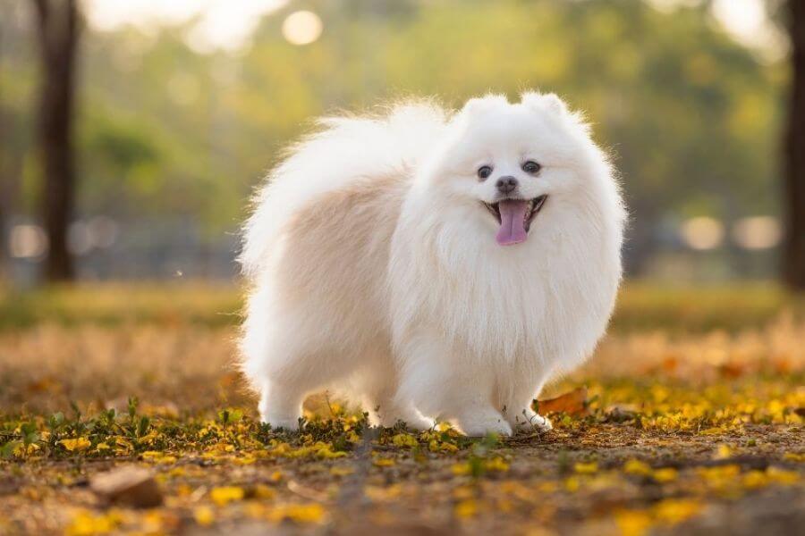 Japanese Spitz Puppies For Sale