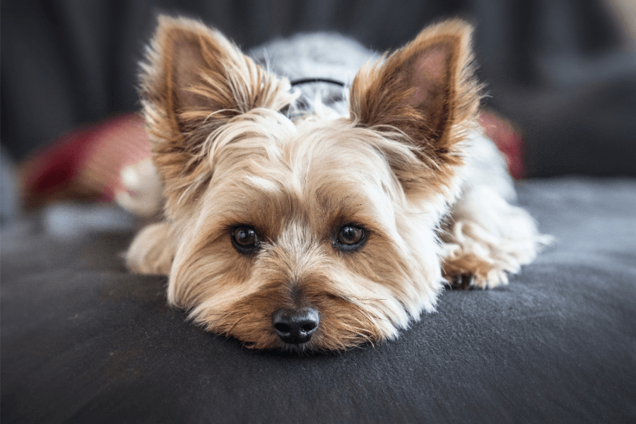 Yorkshire Terrier Puppies For Sale