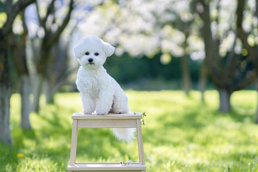 Bichon Puppies For Sale