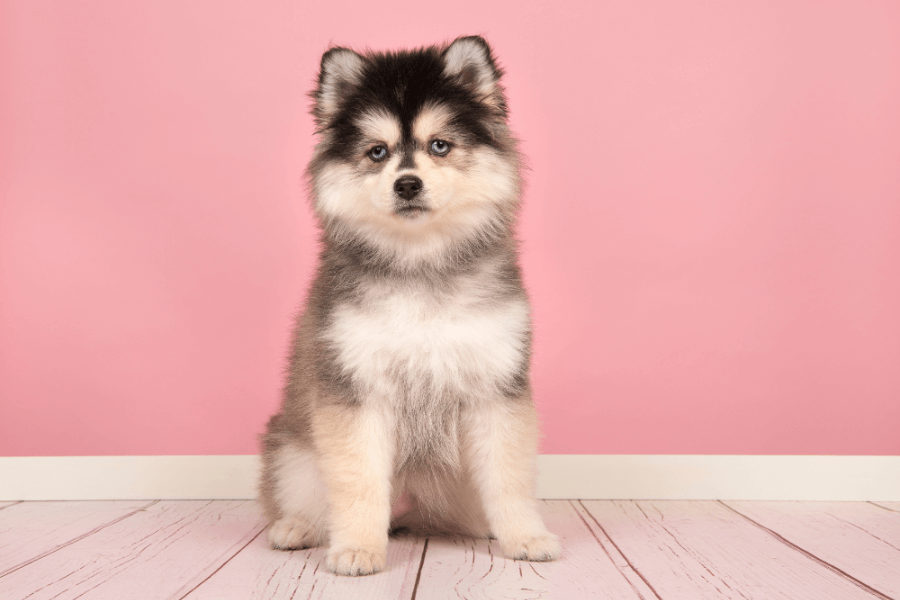Pomsky Puppies For Sale