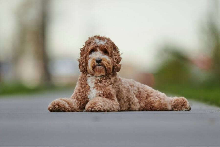 Labradoodle Puppies For Sale