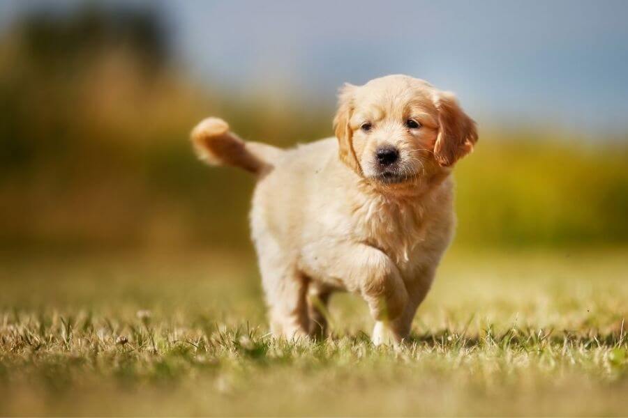 Golden Retriever Puppies For Sale