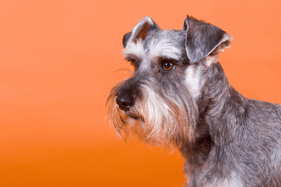 Border Collie Puppies For Sale