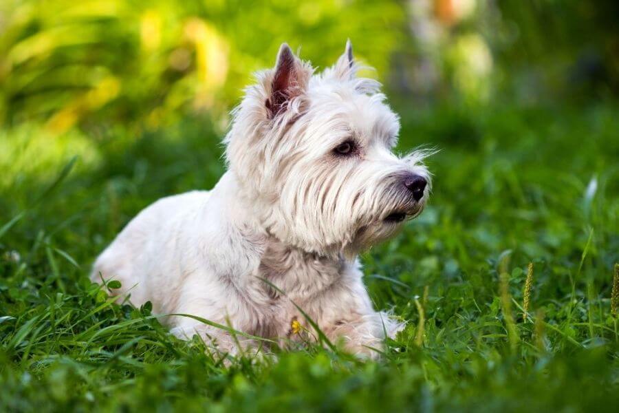 West Highland Terrier Puppies For Sale
