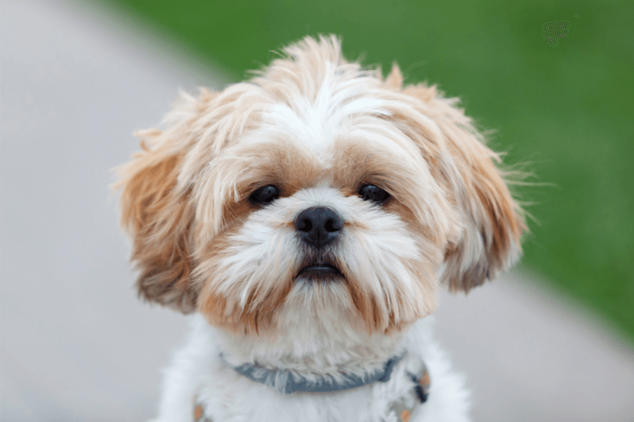 Shih Tzu Puppies For Sale