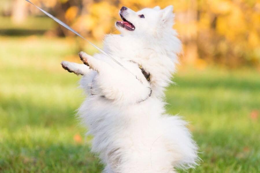 Why You Should Get A Corgi