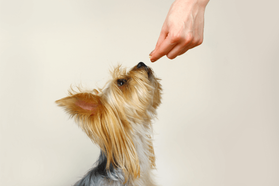 Why You Should Get A Corgi