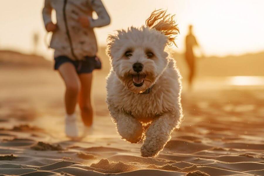 Why You Should Get A Corgi