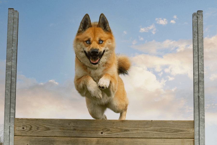 Why You Should Get A Corgi